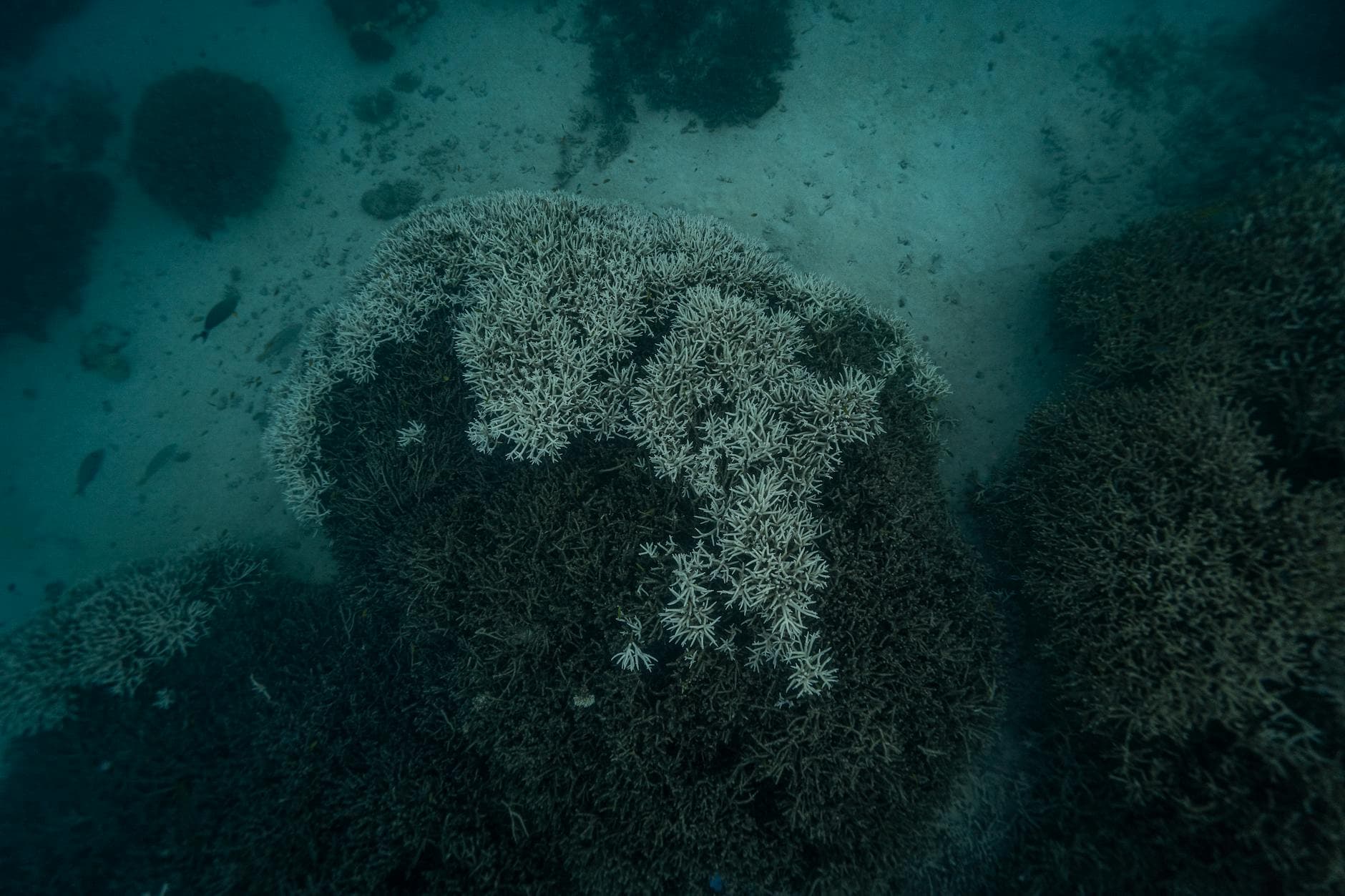 Dive Travel Inspiration