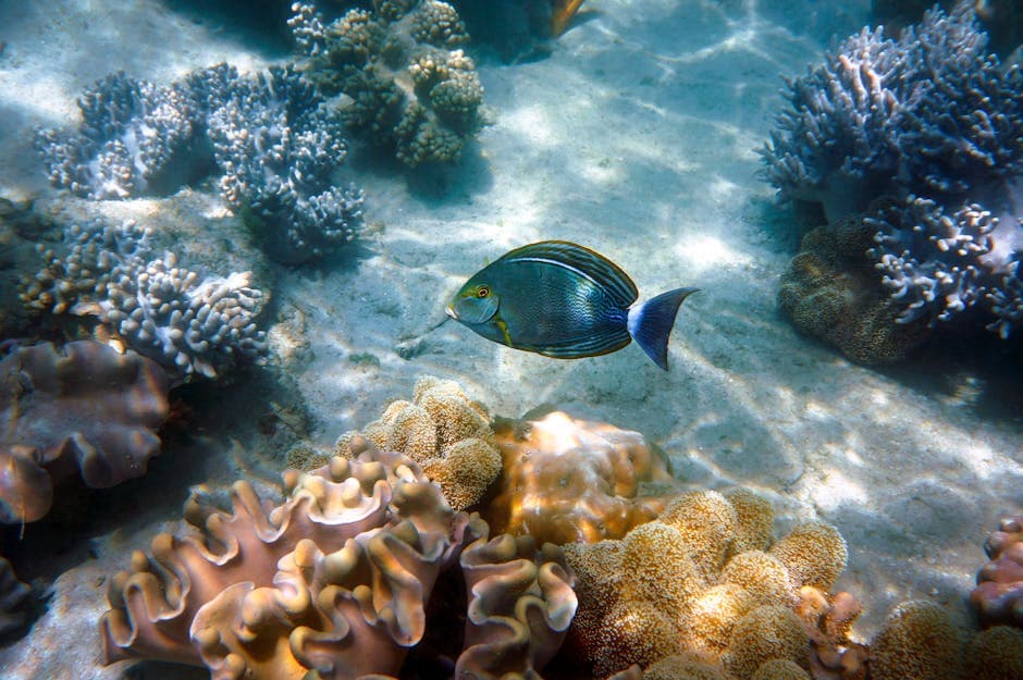 Great Barrier Reef - Photo 4