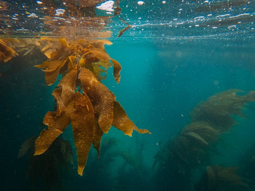 Raja Ampat - Photo 4